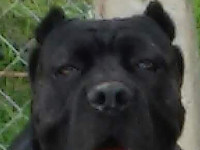 cane corso tigrato